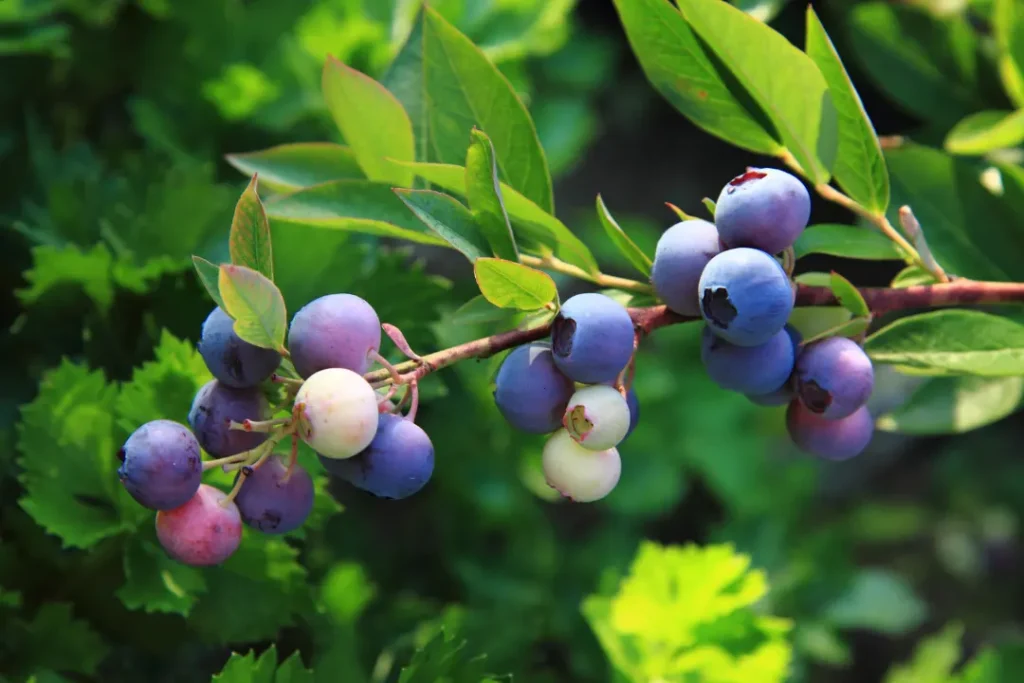 Blueberry fruits with leaves on its plant